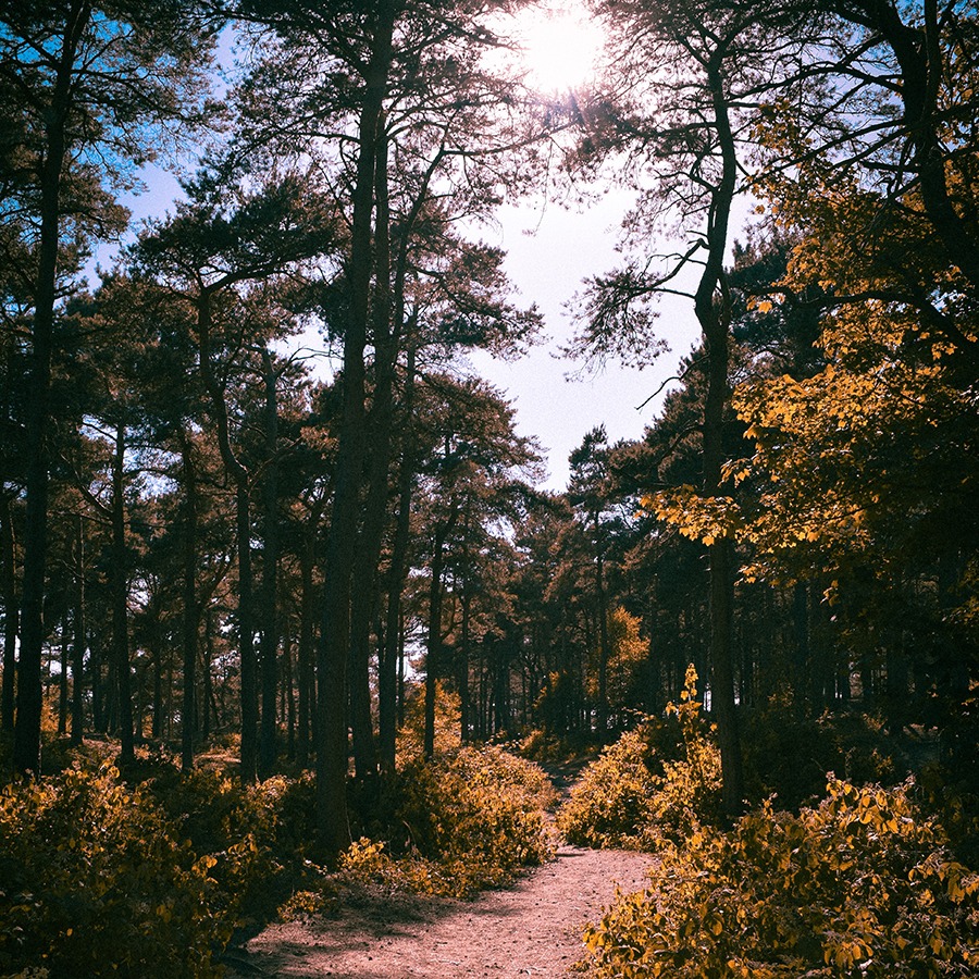 path-in-woods.jpg